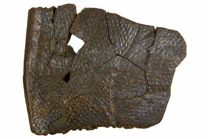 Cretaceous Fossil Turtle Shell Section - Judith River Formation #326446